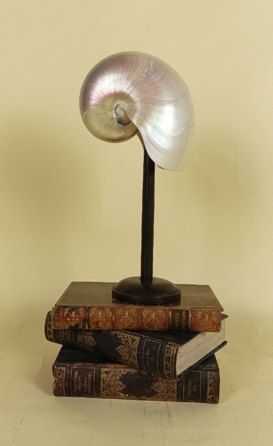 Original Natural History Pearl Nautilus Shell Within a Glass Dome (4).jpg